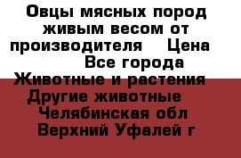 Овцы мясных пород живым весом от производителя. › Цена ­ 110 - Все города Животные и растения » Другие животные   . Челябинская обл.,Верхний Уфалей г.